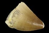 Mosasaur (Prognathodon) Tooth - Morocco #118896-1